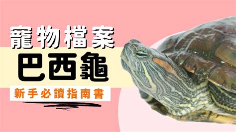 巴西龜可以吃高麗菜嗎|【巴西龜】容易養嗎？即了解起居飲食及壽命等飼養重。